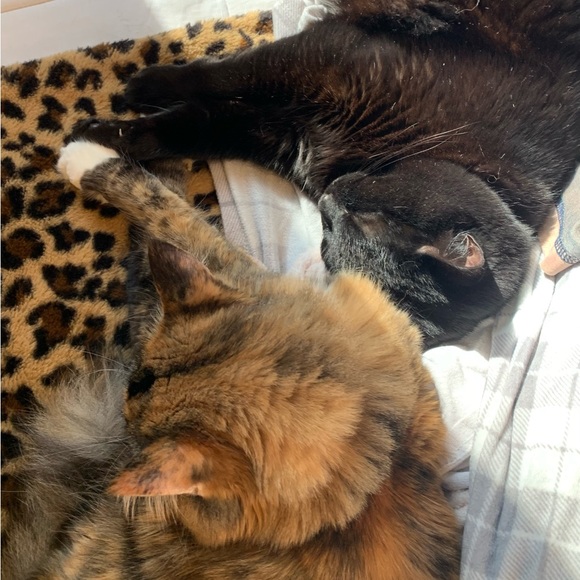 Meet Rainbow Soul - Picture 11 of 15